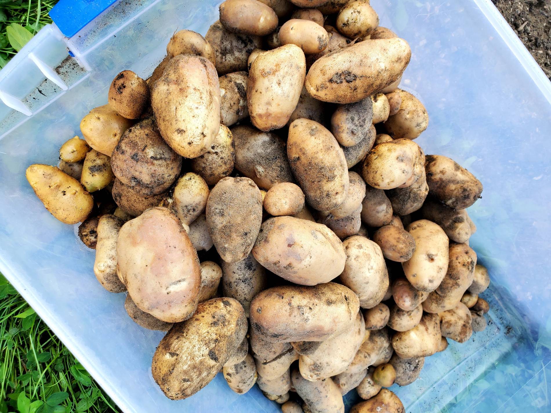 Harvesting Potatoes: Our 2020 Potato Crop