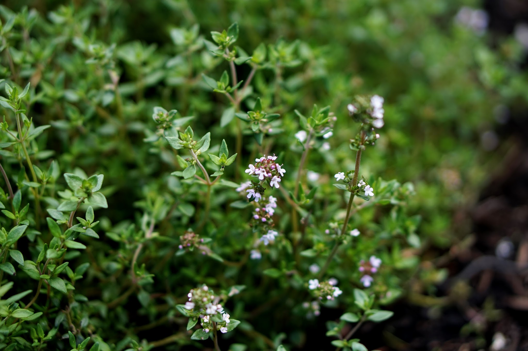 Drying and Storing Herbs