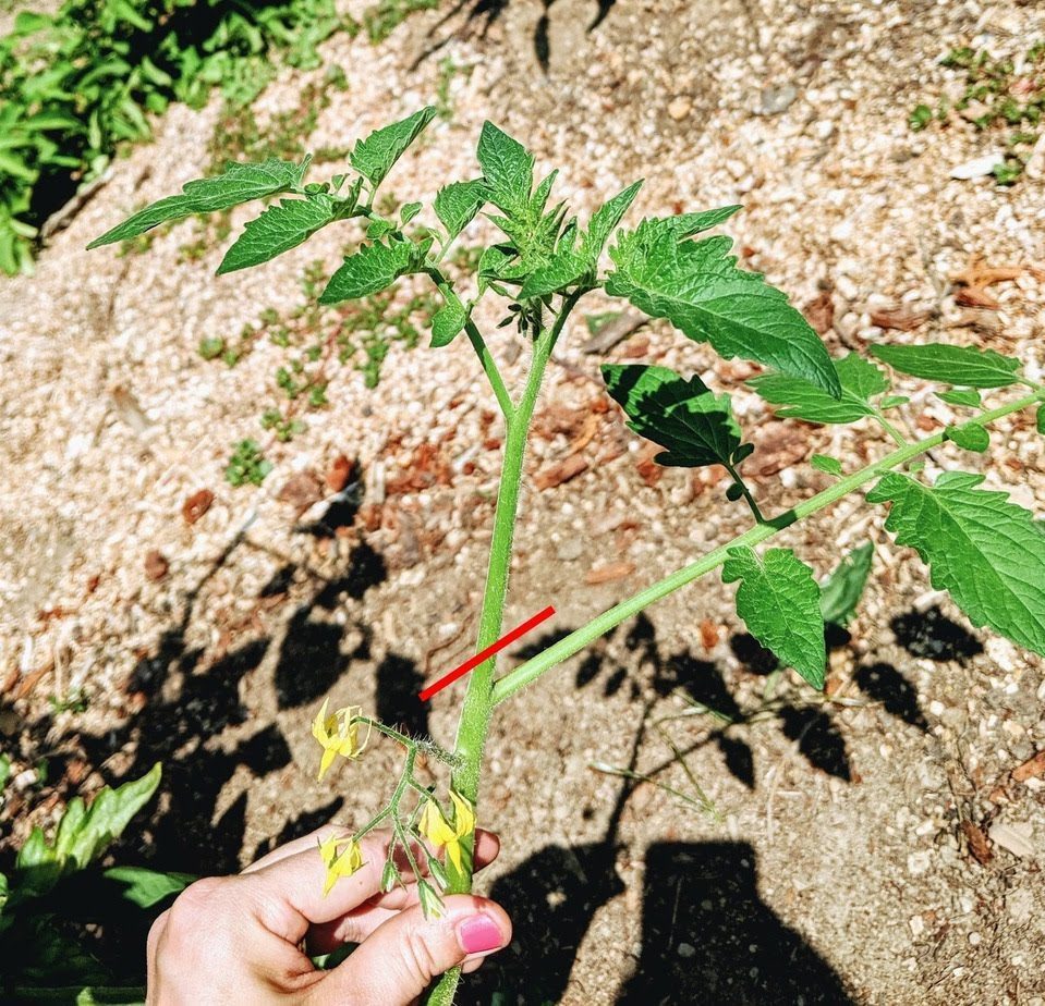 Growing Tomatoes from Cuttings