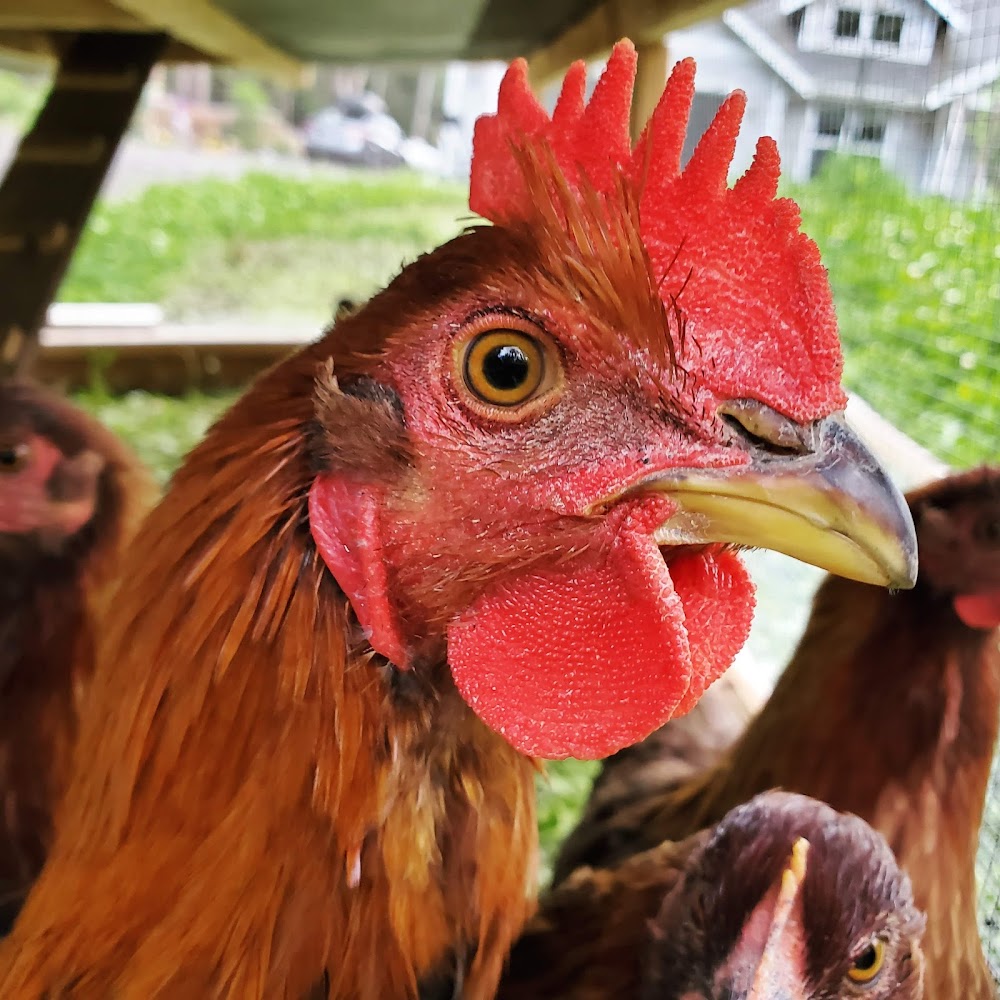 The Mobile Chicken Coop