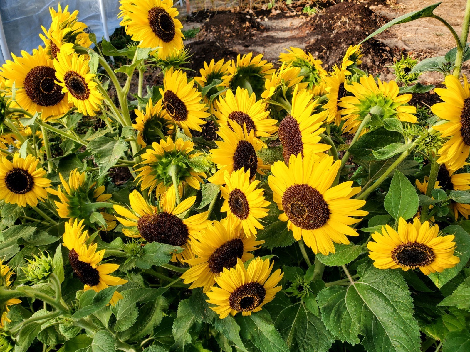 Homemade Plant Food