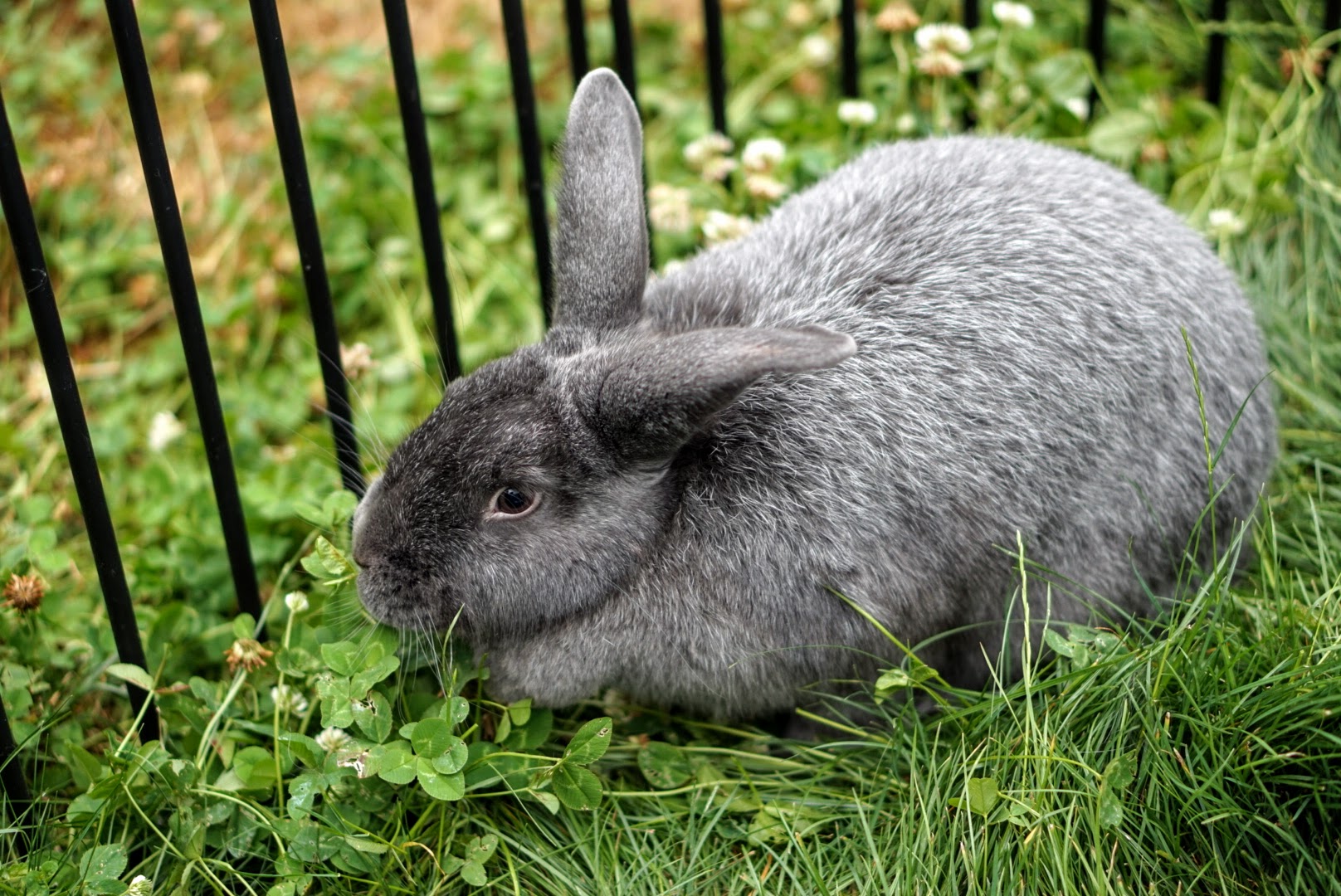 What to Feed Rabbits: Tips for a Happy & Healthy Herd
