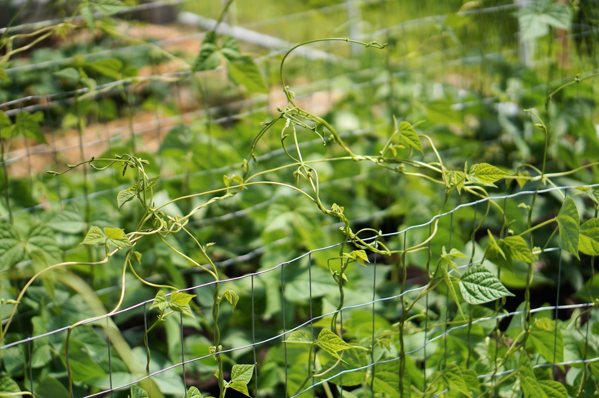 June 2020 Garden Tour