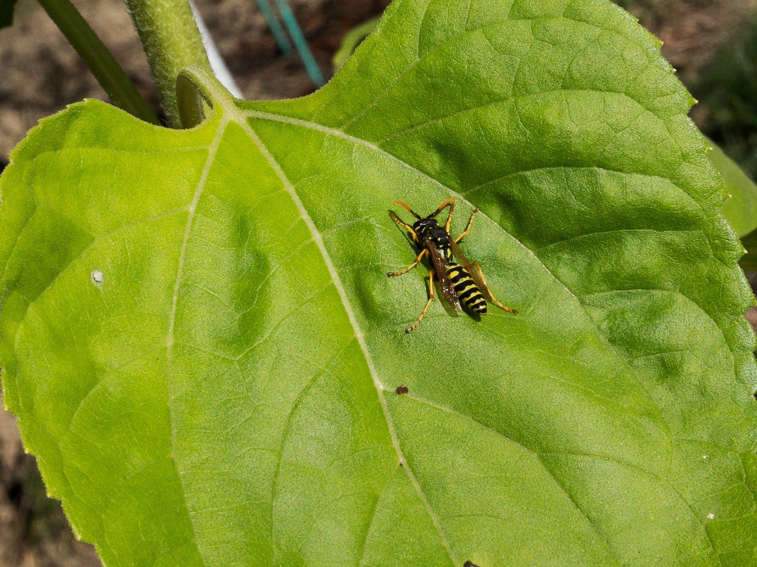 All Natural Pest Control