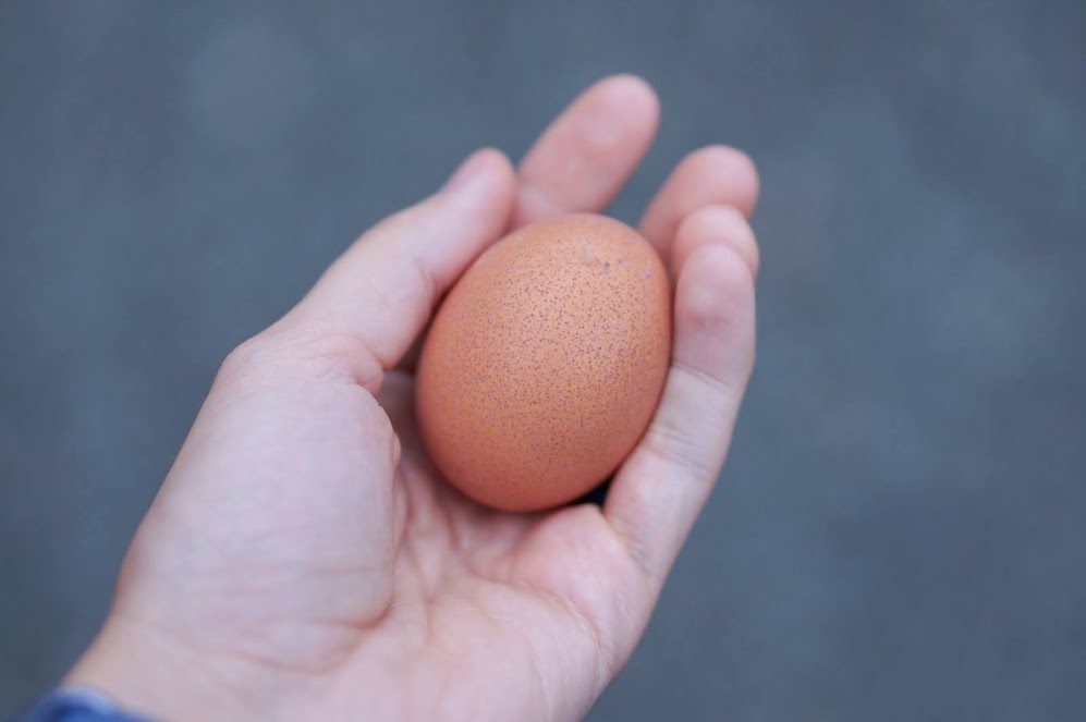 Teaching Our Hens to STOP Pecking Their Eggs