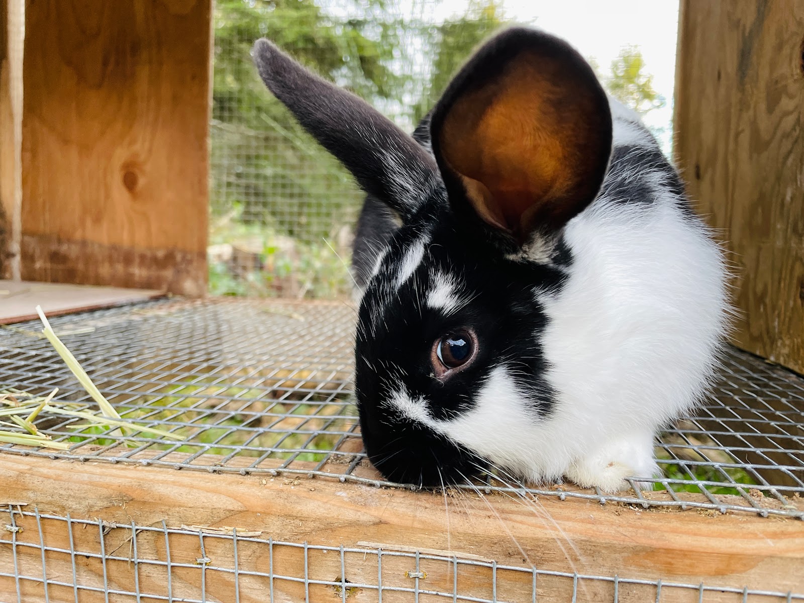 Rabbit Housing Options: Wire Cages, Hutches, & Tractors