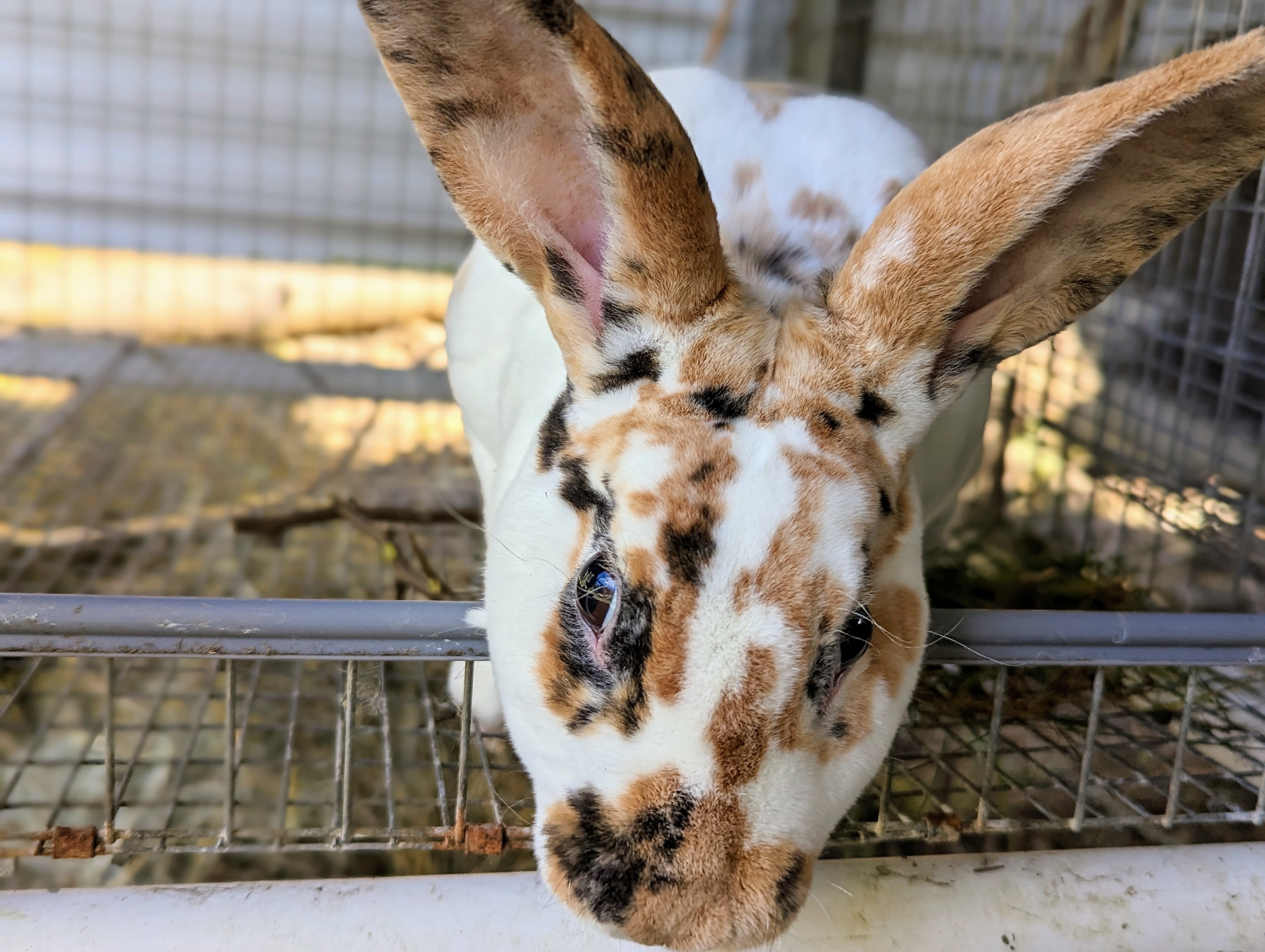 Taking a Break From Meat Rabbits