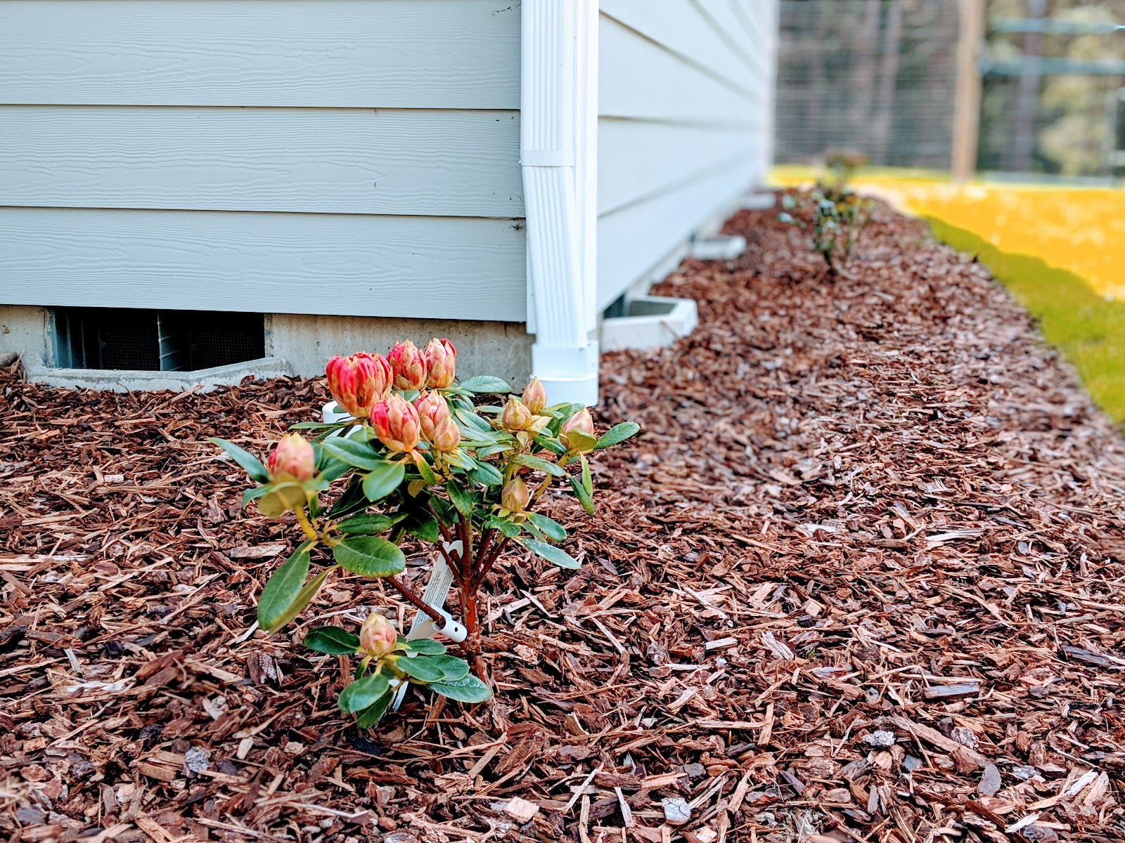 Hydrangeas, Azaleas, and Rhododendrons – Oh My!